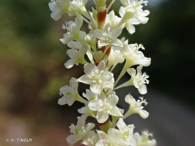 <i>Reynoutria japonica</i> Houtt., 1777 © H. TINGUY