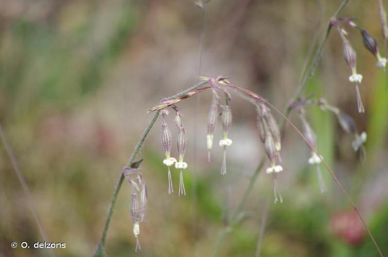 <i>Silene nutans</i> L., 1753 © O. delzons