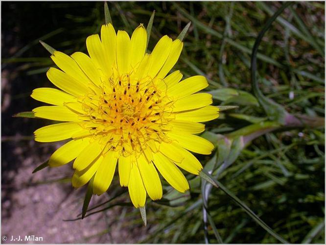 <i>Tragopogon pratensis</i> L., 1753 © 