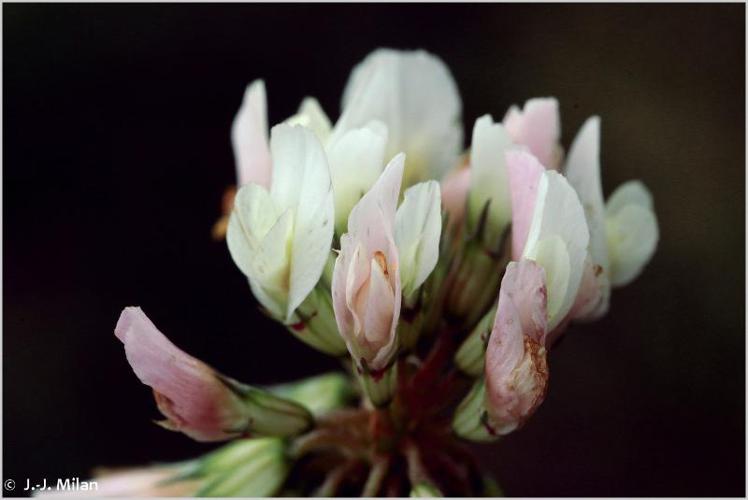 <i>Trifolium repens</i> L., 1753 © 