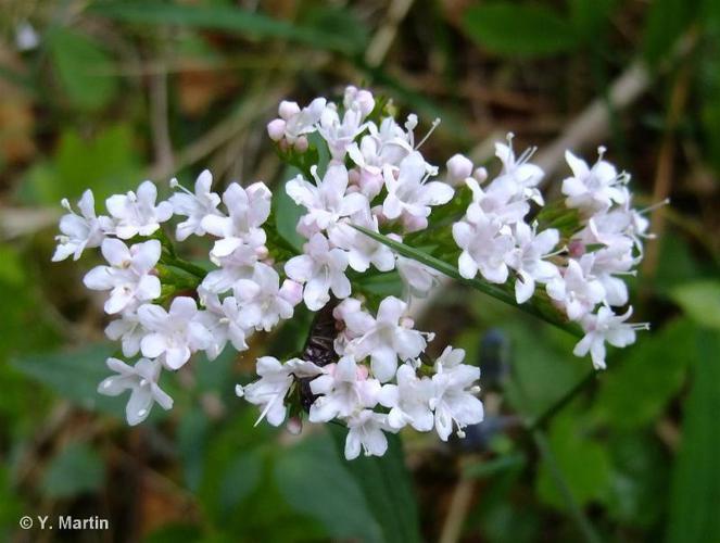 <i>Valeriana tripteris</i> L., 1753 © 