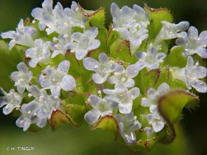 <i>Valerianella locusta</i> (L.) Laterr., 1821 © H. TINGUY