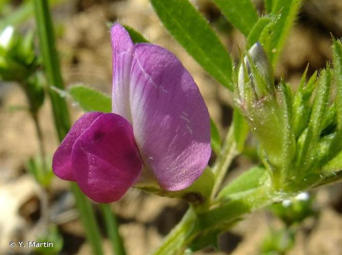 <i>Vicia sativa</i> L., 1753 © Y. Martin