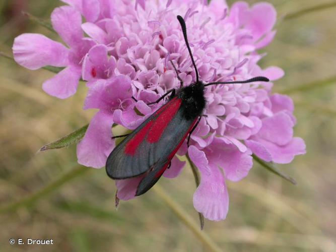 <i>Zygaena purpuralis</i> (Brünnich, 1763) © E. Drouet