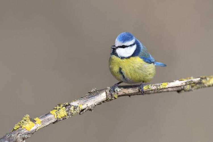 <i>Cyanistes caeruleus</i> (Linnaeus, 1758) © R. Clerc