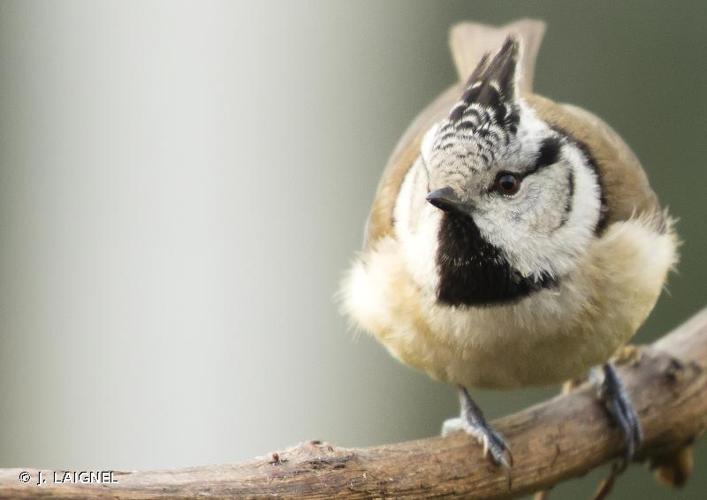 <i>Lophophanes cristatus</i> (Linnaeus, 1758) © J. LAIGNEL