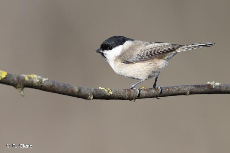 <i>Poecile palustris</i> (Linnaeus, 1758) © R. Clerc