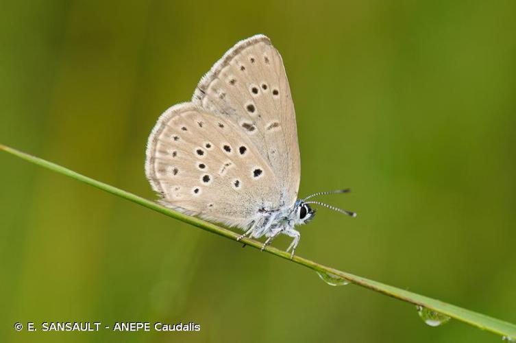 <i>Phengaris alcon</i> (Denis & Schiffermüller, 1775) © E. SANSAULT - ANEPE Caudalis