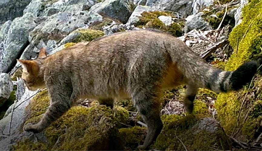 Chat forestier © Jean-Claude Corbel PNRLF