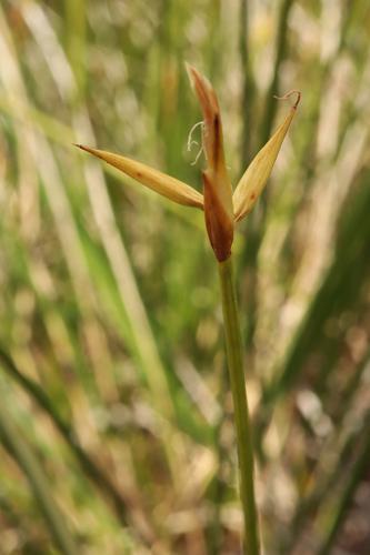 Laiche pauciflore © JC Corbel