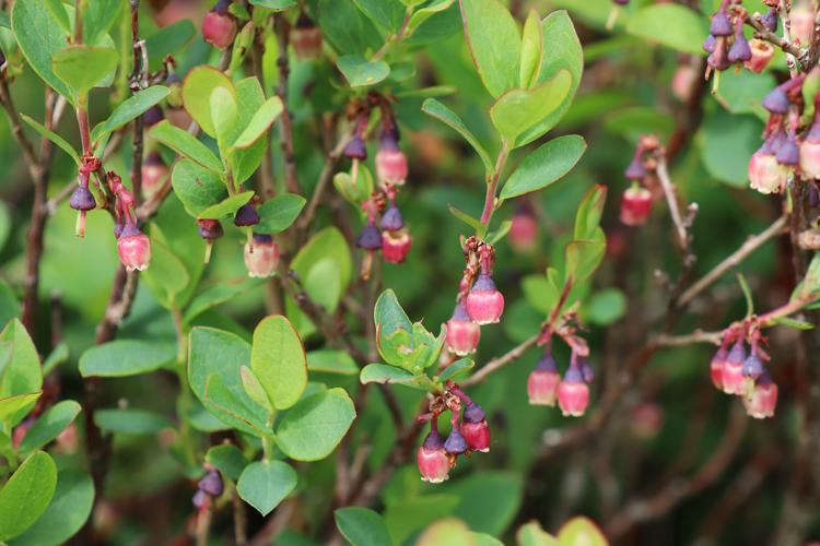 Vaccinium uliginosum © JC Corbel