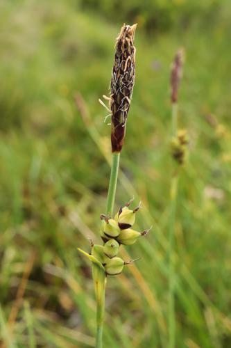 Carex panicéa © JC CORBEL