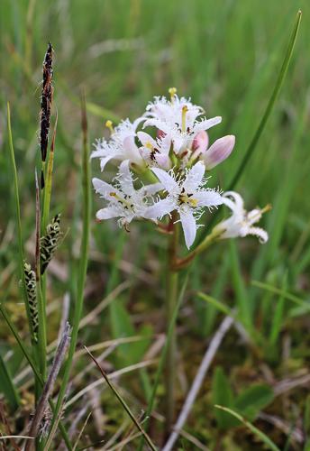 Menyanthes trifoliata © JC CORBEL