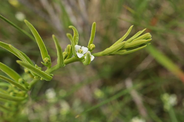 Thesium alpinum © JC CORBEL