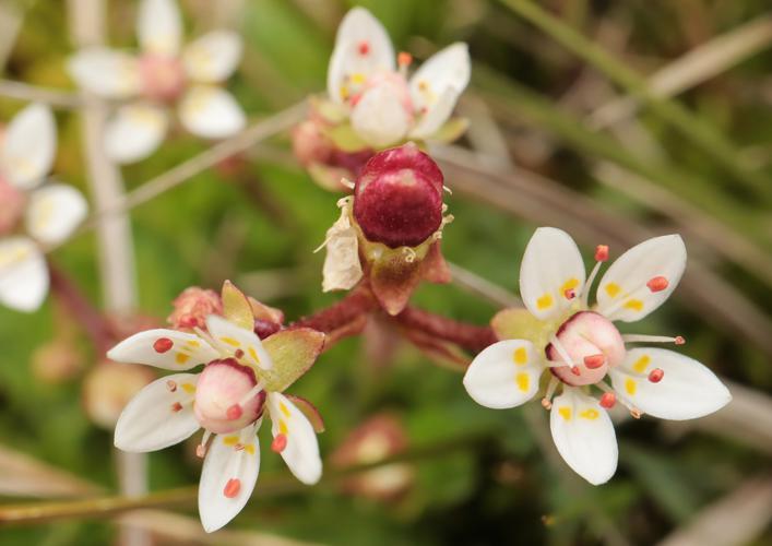 Saxifrage étoilée © JC CORBEL