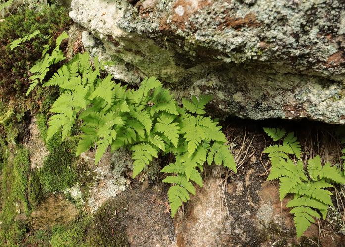 Gymnocarpium dryopteris © JC CORBEL