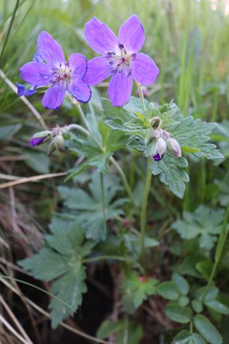 Géranium des bois © JC CORBEL