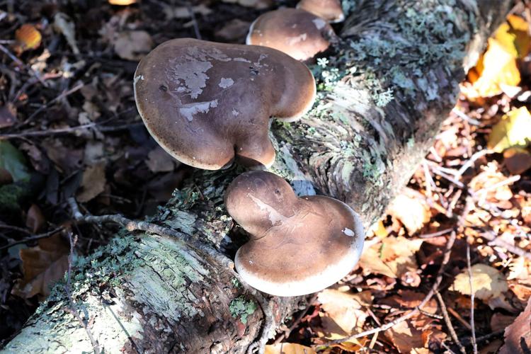 Polypore du bouleau © JC CORBEL