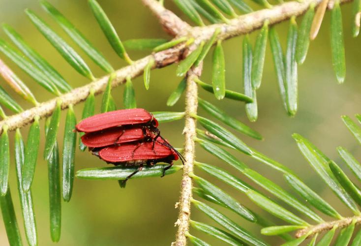 Dictyoptera aurora © JCCorbel