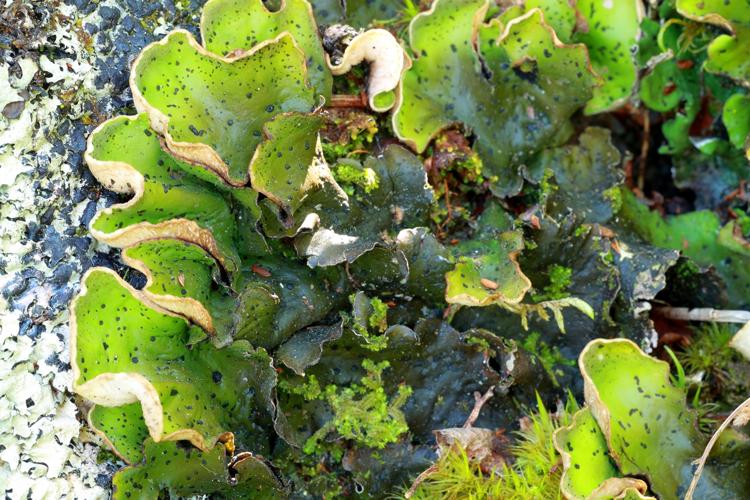 Peltigera aphthosa © JCCorbel