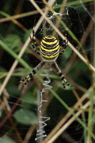 Argiope frelon © JCCorbel