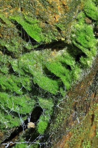 Vandenboschia Speciosa © JcCorbel