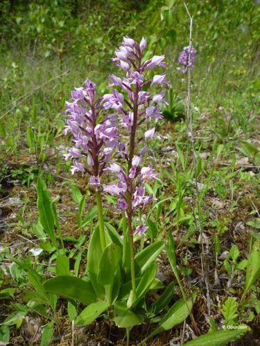 <i>Orchis militaris</i> L., 1753 © P. Gourdain