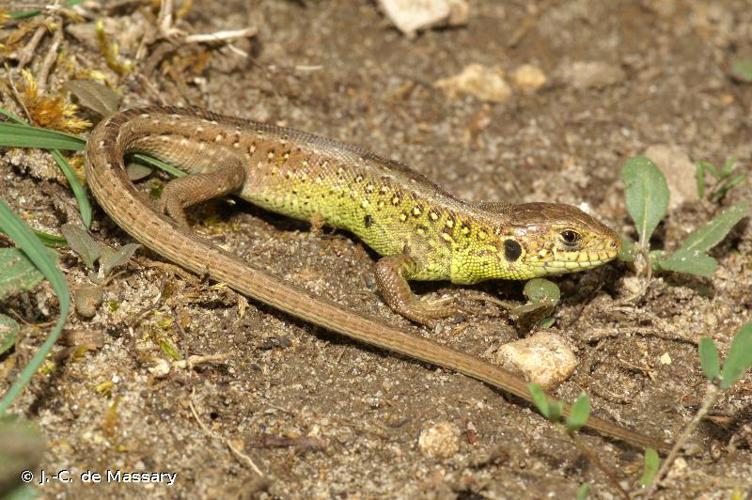 <i>Lacerta agilis</i> Linnaeus, 1758 © J.-C. de Massary