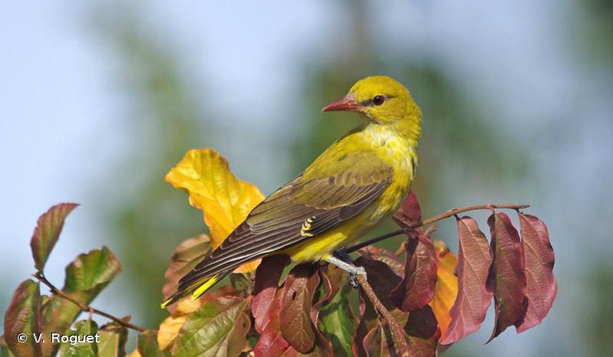 <i>Oriolus oriolus</i> (Linnaeus, 1758) © V. Roguet