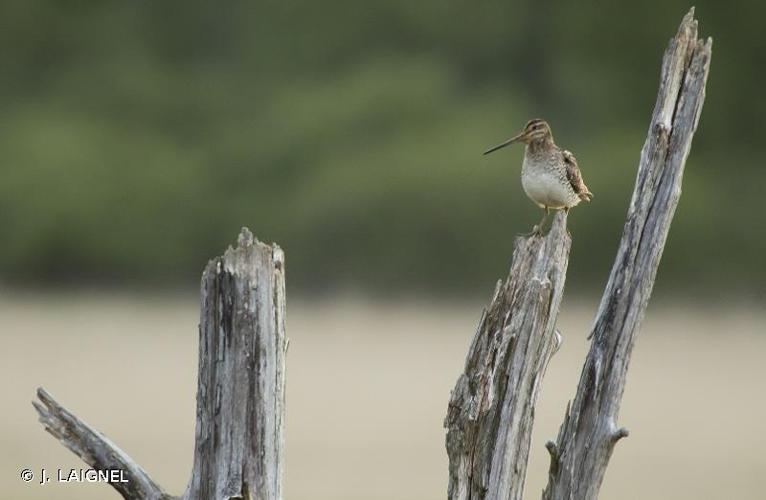 <i>Gallinago gallinago</i> (Linnaeus, 1758) © J. LAIGNEL