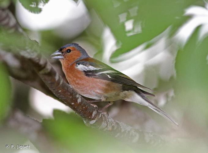 <i>Fringilla coelebs</i> Linnaeus, 1758 © F. Jiguet