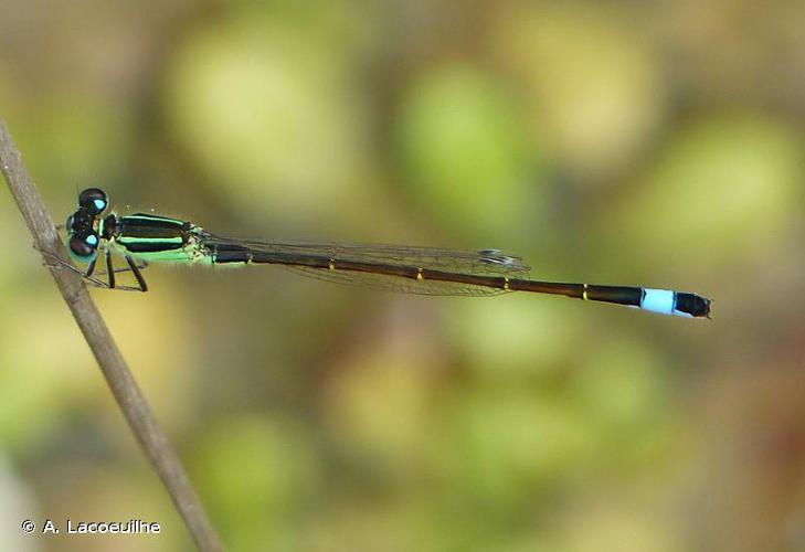 <i>Ischnura elegans</i> (Vander Linden, 1820) © A. Lacoeuilhe