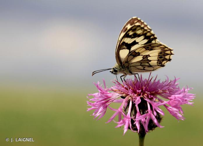 <i>Melanargia galathea</i> (Linnaeus, 1758) © J. LAIGNEL