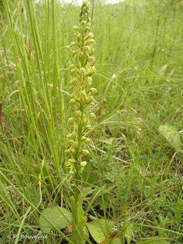 <i>Orchis anthropophora</i> (L.) All., 1785 © P. Rouveyrol