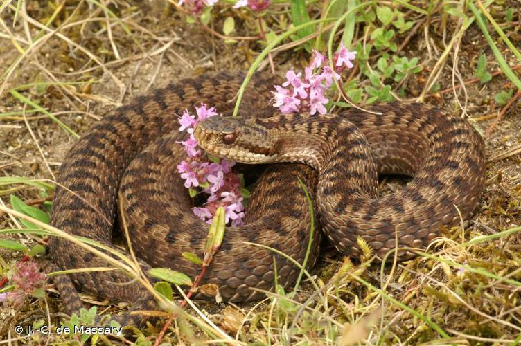 <i>Vipera berus berus</i> (Linnaeus, 1758) © J.-C. de Massary