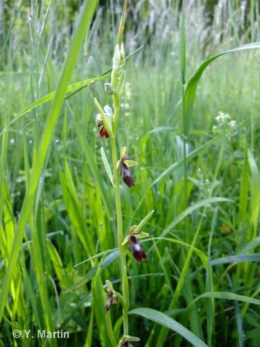 <i>Ophrys insectifera</i> L., 1753 © 