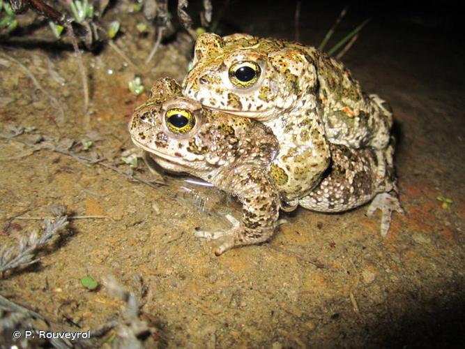 <i>Epidalea calamita</i> (Laurenti, 1768) © P. Rouveyrol