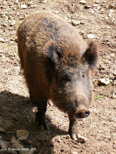 <i>Sus scrofa</i> Linnaeus, 1758 © Franck MERLIER