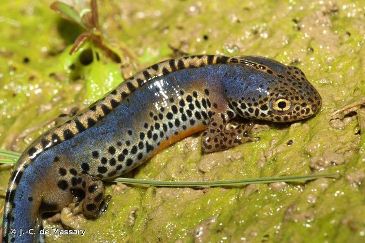 <i>Ichthyosaura alpestris</i> (Laurenti, 1768) © J.-C. de Massary