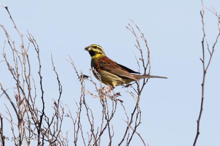 <i>Emberiza cirlus</i> Linnaeus, 1758 © J.-P. Siblet