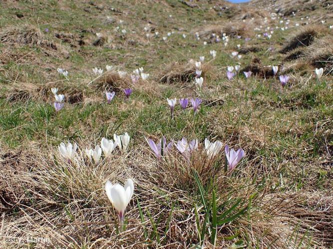 <i>Crocus vernus</i> (L.) Hill, 1765 © 