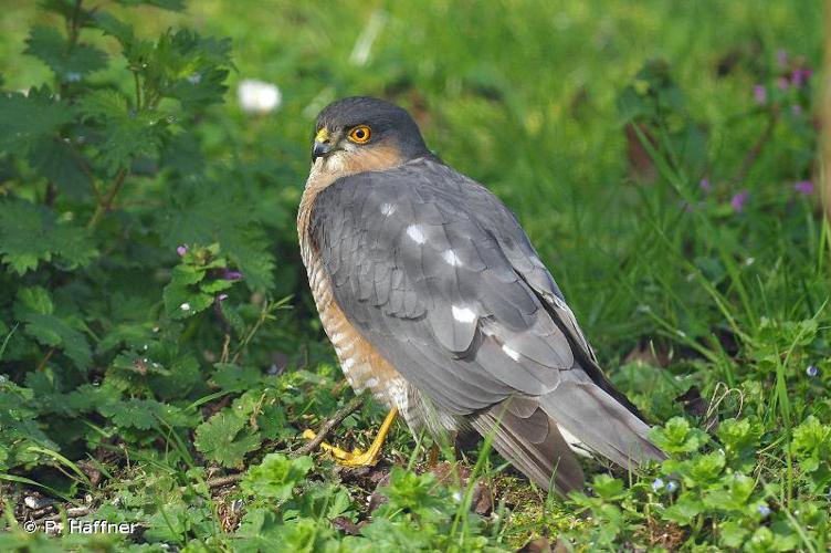 <i>Accipiter nisus</i> (Linnaeus, 1758) © P. Haffner