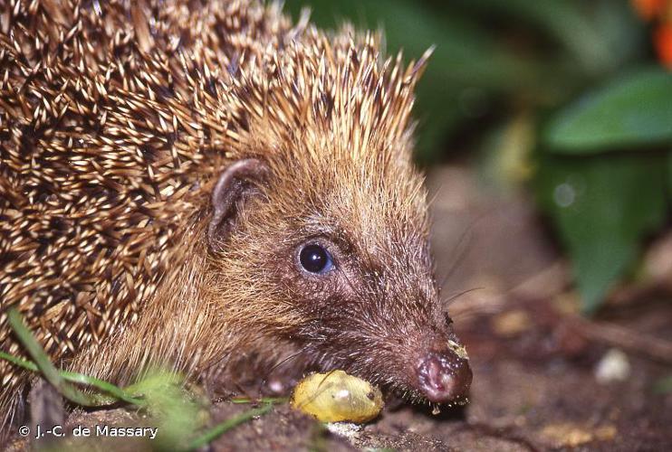 <i>Erinaceus europaeus</i> Linnaeus, 1758 © J.-C. de Massary