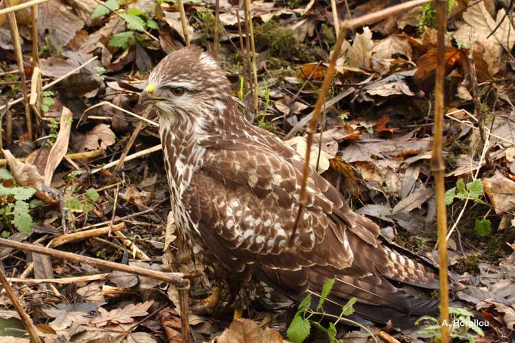 <i>Buteo buteo</i> (Linnaeus, 1758) © A. Horellou