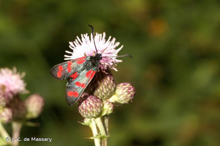 <i>Zygaena filipendulae</i> (Linnaeus, 1758) © J.-C. de Massary