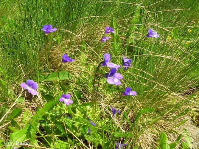 <i>Pinguicula vulgaris</i> L., 1753 © 