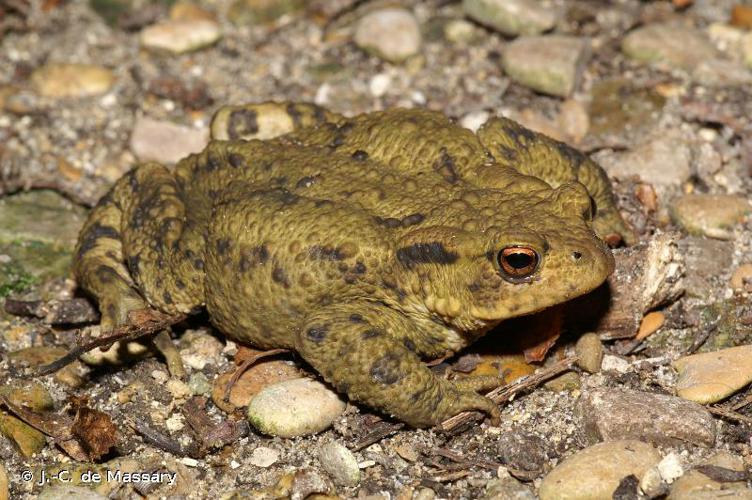 <i>Bufo bufo</i> (Linnaeus, 1758) © J.-C. de Massary