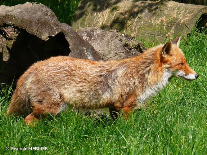 <i>Vulpes vulpes</i> (Linnaeus, 1758) © Franck MERLIER