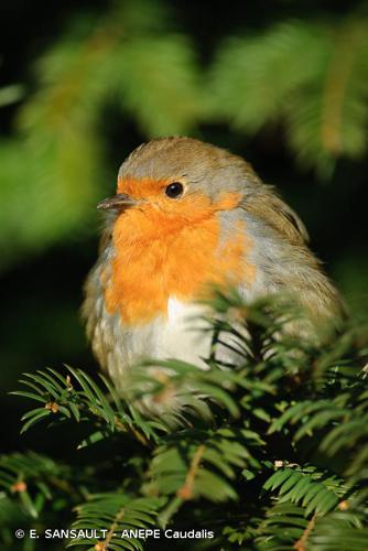 <i>Erithacus rubecula</i> (Linnaeus, 1758) © E. SANSAULT - ANEPE Caudalis