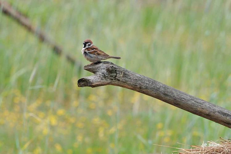 <i>Passer montanus</i> (Linnaeus, 1758) © J.P. Siblet